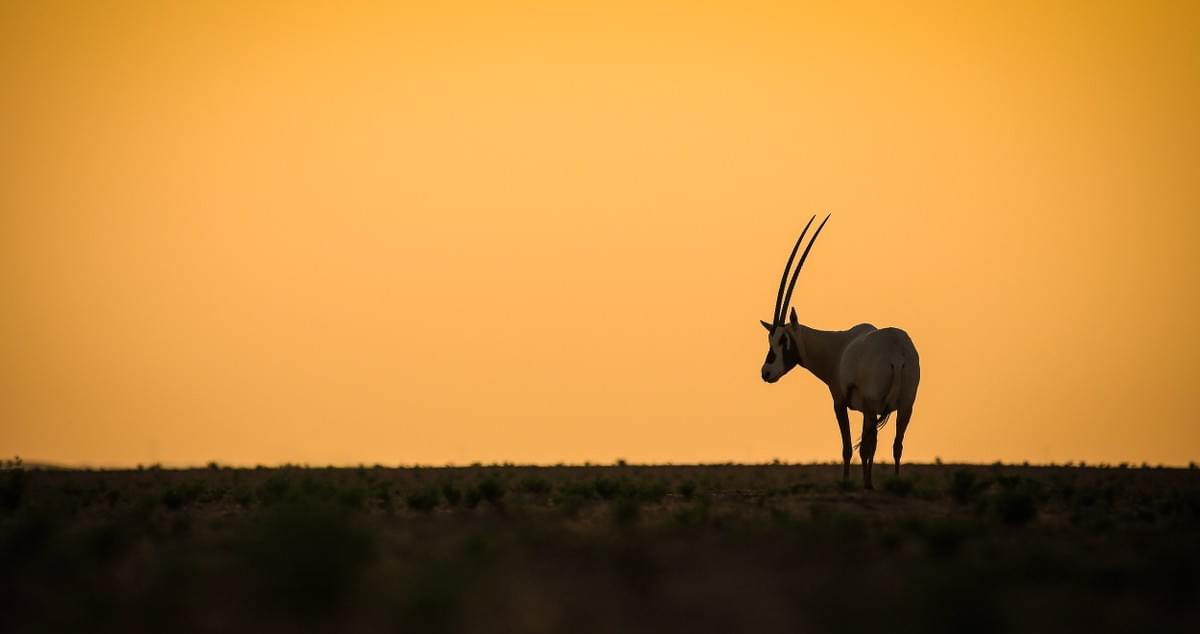Oryx silhouette Dubai desert Oryx silhouette Dubai desert