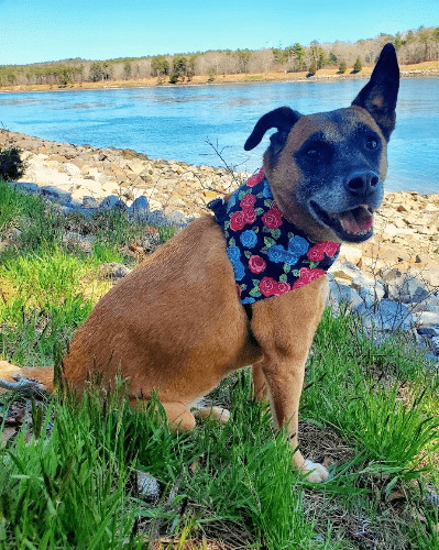 Sophie on the Cape Cod Canal, 2020 Sophie on the Cape Cod Canal, 2020