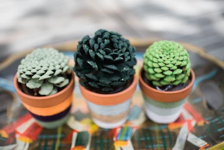 how often to water succulents how often to water succulents