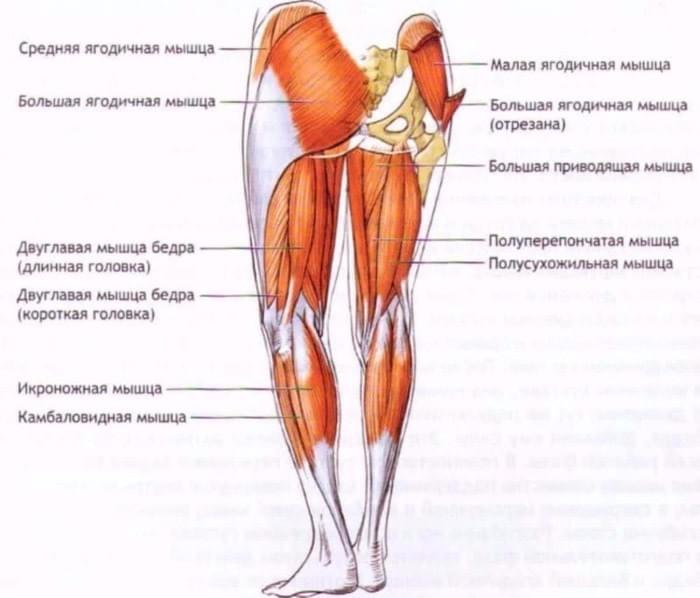legs muscles legs muscles