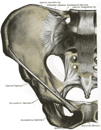 sacro-iliac joint sacro-iliac joint