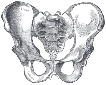 pelvis pelvis