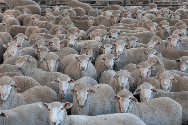 The Herd Effect The Herd Effect