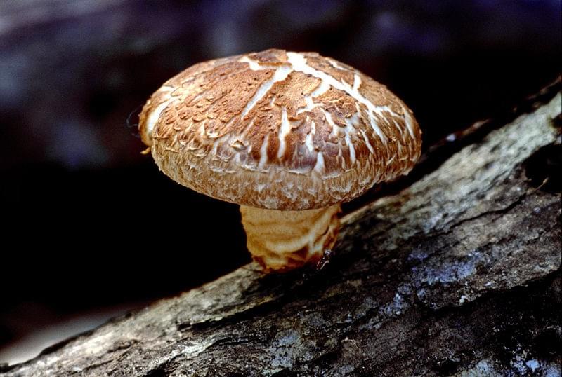 The active ingredient in AHCC is from the shiitake mushroom, Lentinus edodes The active ingredient in AHCC is from the shiitake mushroom, Lentinus edodes