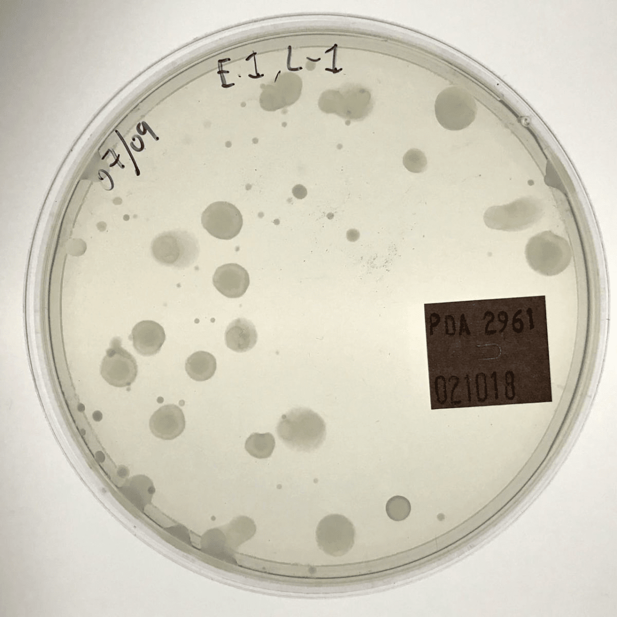 Candida albicans growing on the surface of a petri plate Candida albicans growing on the surface of a petri plate