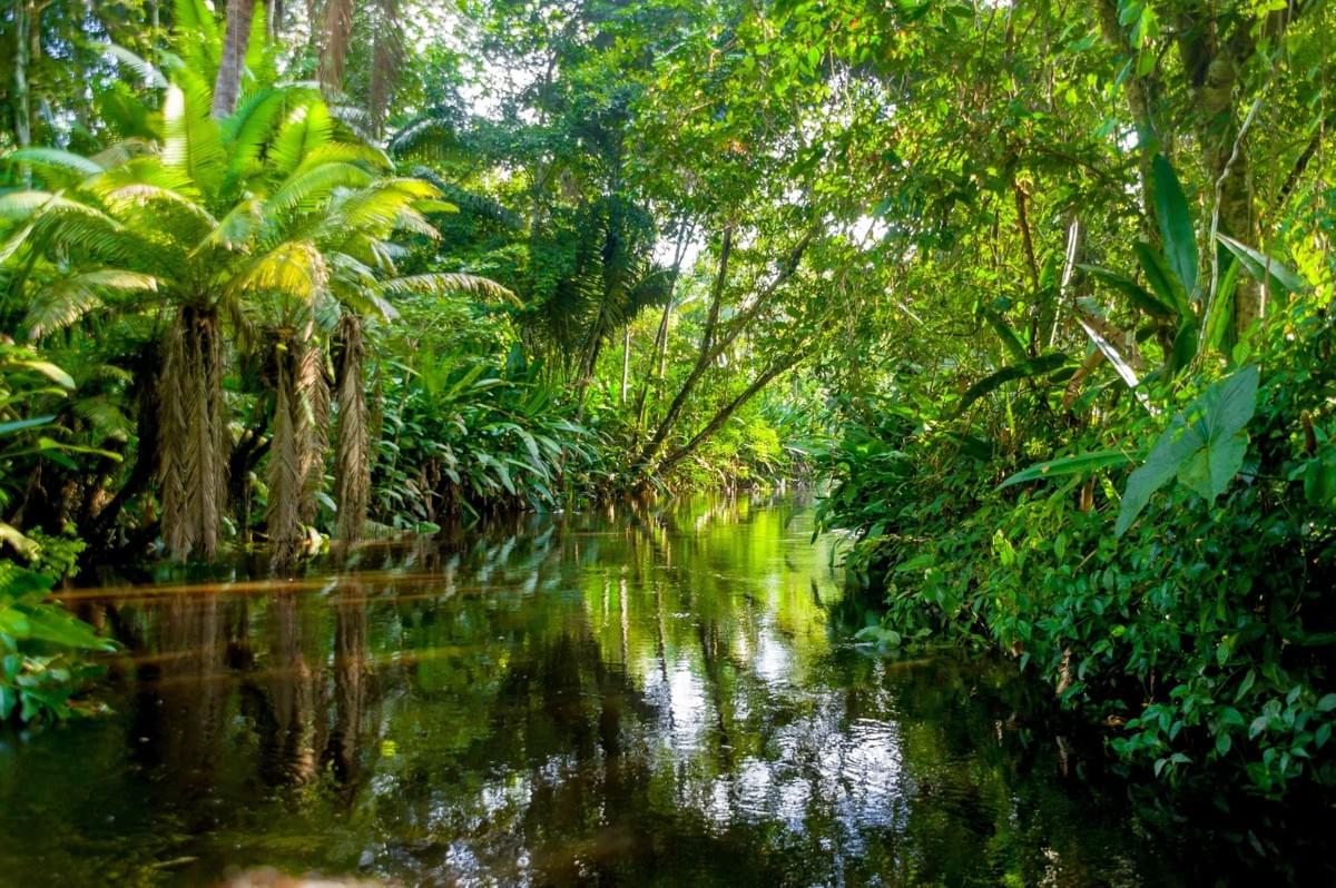 Amazonian rainforest Amazonian rainforest