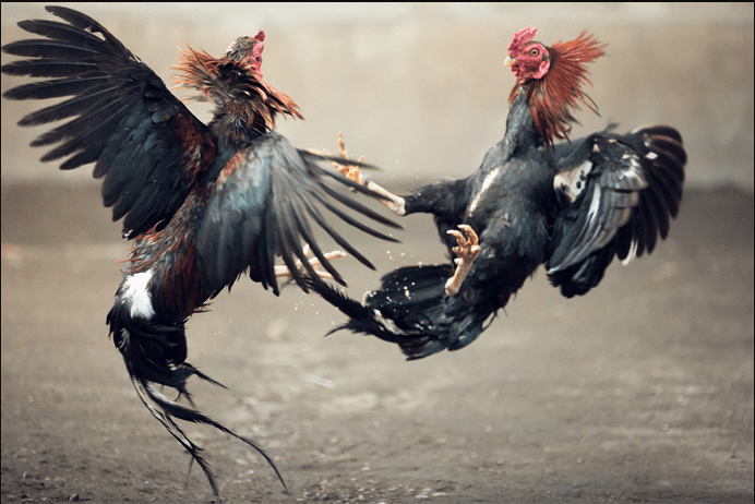 judi sabung ayam judi sabung ayam