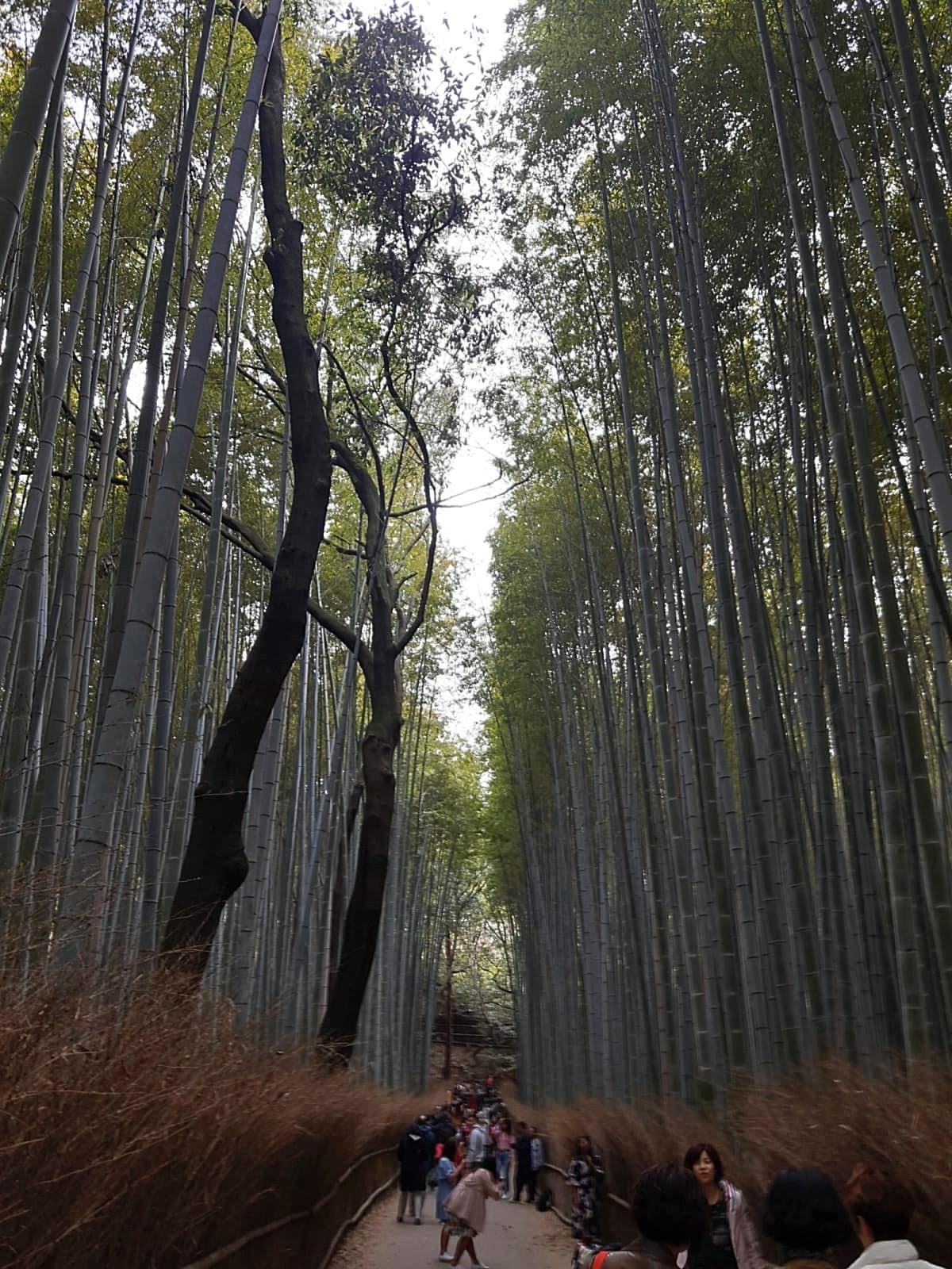 Arashiyama Bamboo Grove, Kyoto, Japan Arashiyama Bamboo Grove, Kyoto, Japan