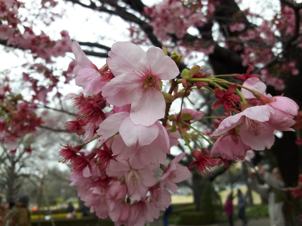 Cherry Blossom at Shinjuku Garden, Tokyo Cherry Blossom at Shinjuku Garden, Tokyo