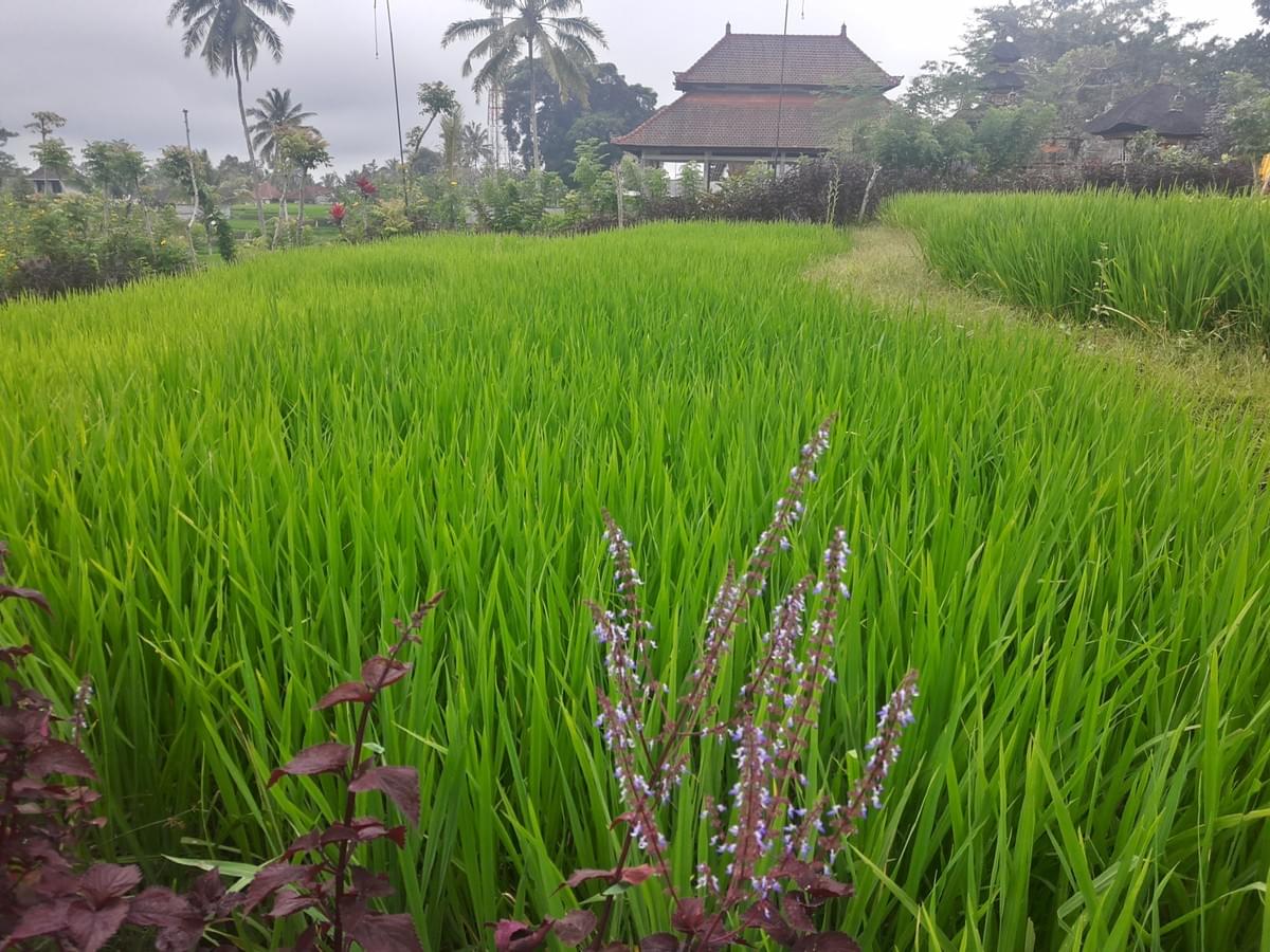 Coffee Plantations in Bali. Best Places to Visit In Bali. Coffee Plantations in Bali. Best Places to Visit In Bali.