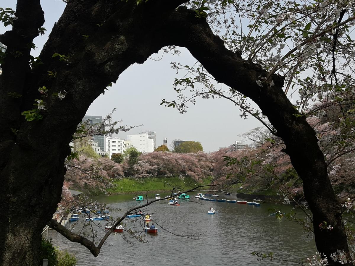 Chidorigafuchi Garden, Tokyo Chidorigafuchi Garden, Tokyo