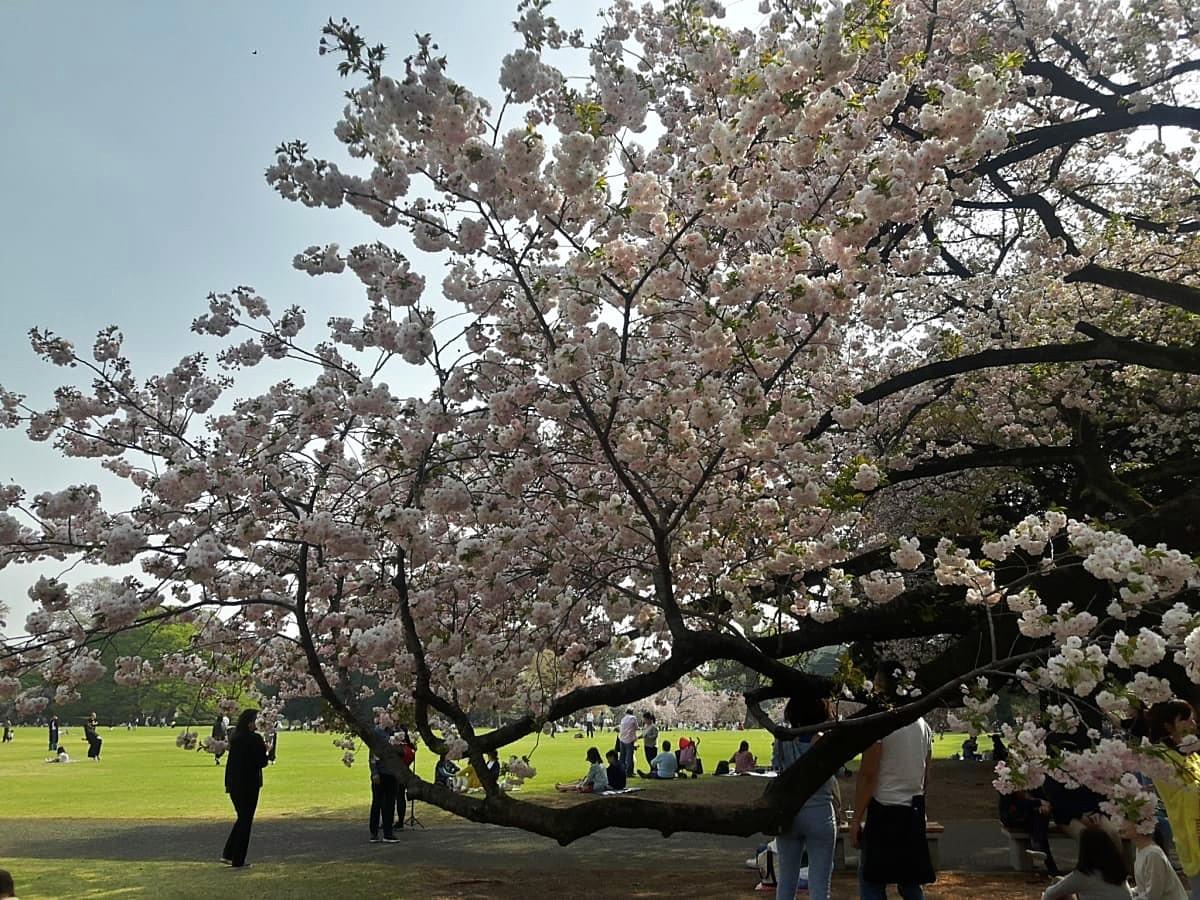 A Full Bloom Tree at Shinjuku Garden, Tokyo A Full Bloom Tree at Shinjuku Garden, Tokyo