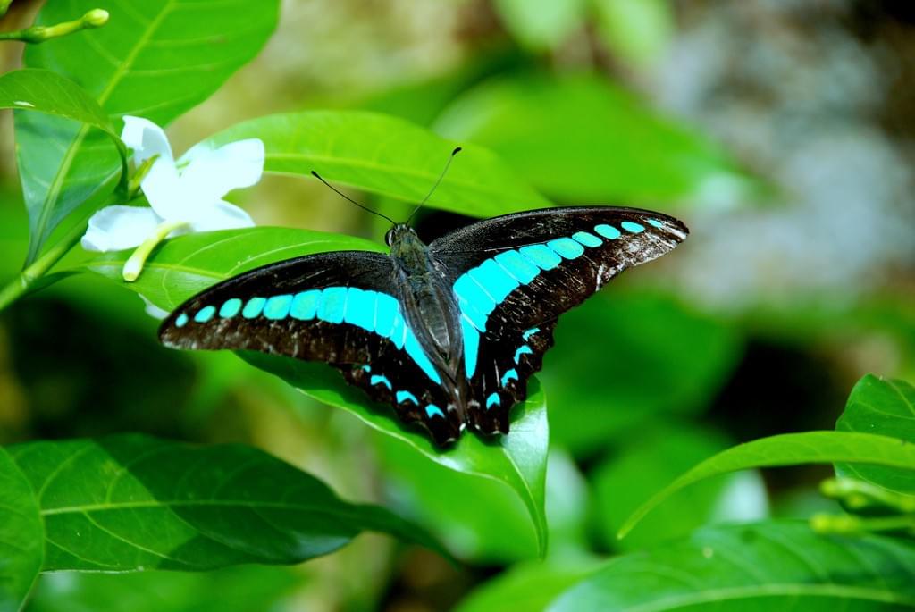 Butterfly Park, Kuala Lumpur. A City of Contrasts & Diversity KUALA LUMPUR. Butterfly Park, Kuala Lumpur. A City of Contrasts & Diversity KUALA LUMPUR.
