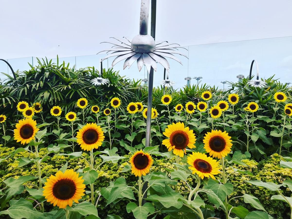 Sunflower Garden at Changi International Airport, Make Most Of Your Transit Time At CHANGI Airport. Sunflower Garden at Changi International Airport, Make Most Of Your Transit Time At CHANGI Airport.