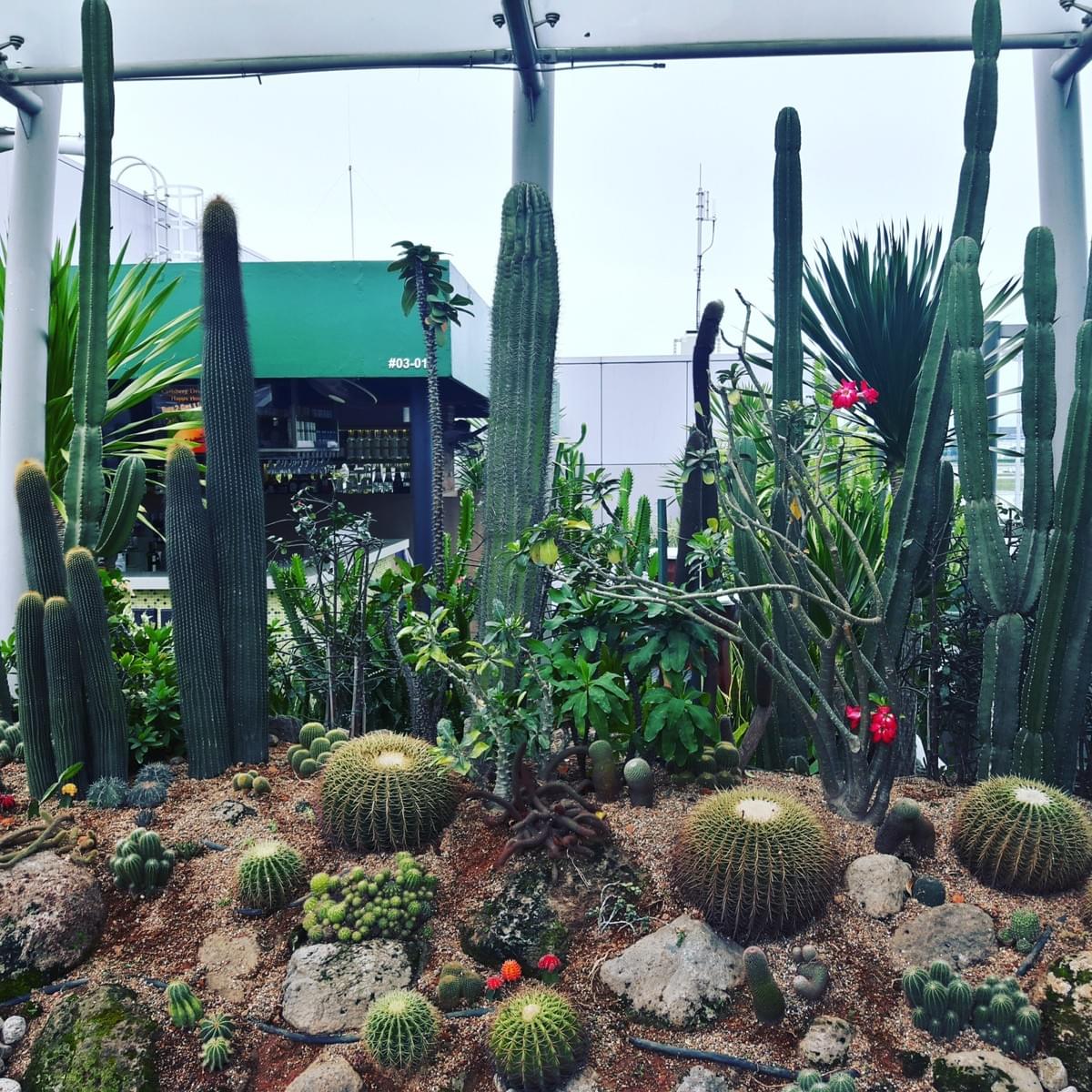 Cactus Garden at Changi International Airport, Make Most Of Your Transit Time At CHANGI Airport. Cactus Garden at Changi International Airport, Make Most Of Your Transit Time At CHANGI Airport.