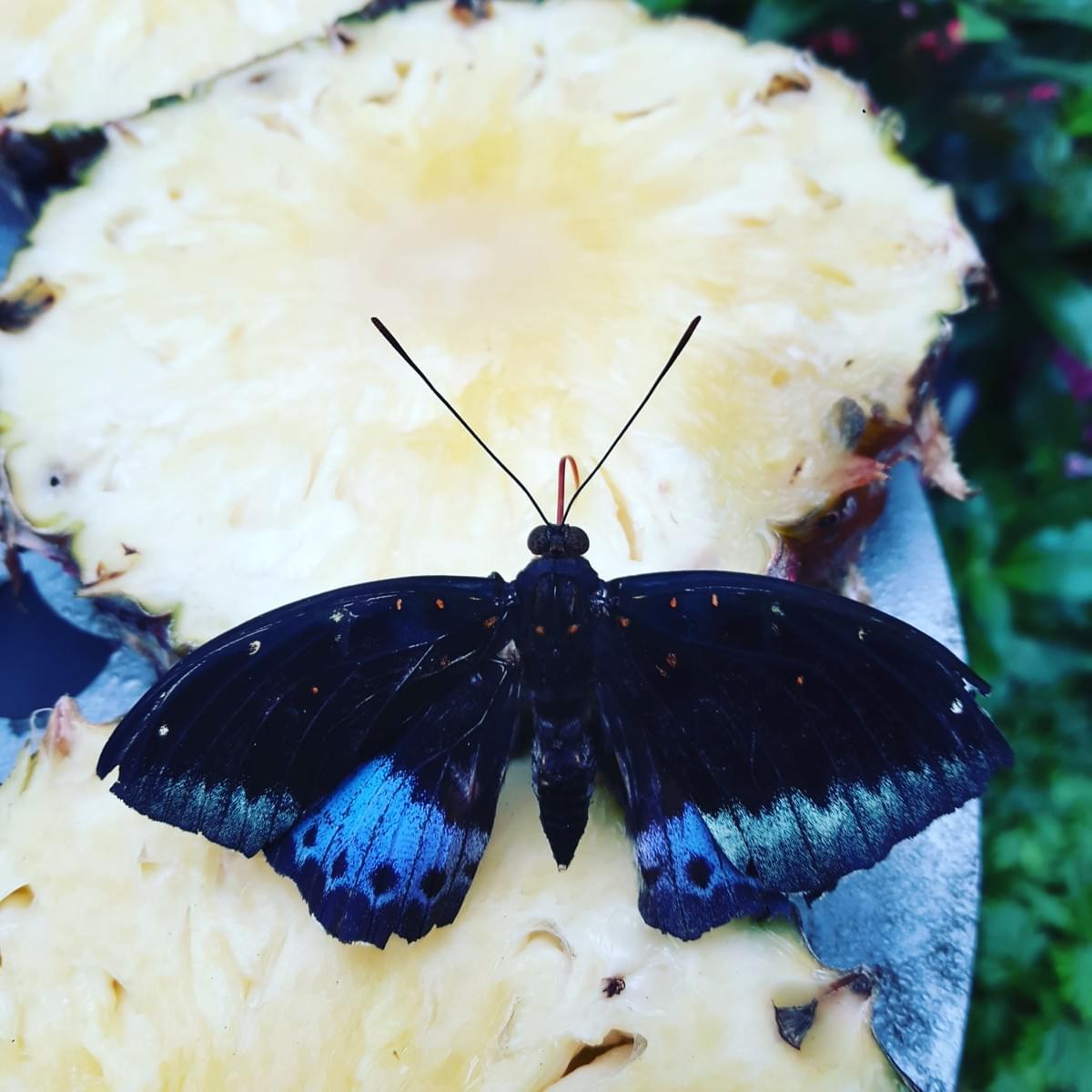 Butterfly Garden at Changi International Airport, Make Most Of Your Transit Time At CHANGI Airport. Butterfly Garden at Changi International Airport, Make Most Of Your Transit Time At CHANGI Airport.