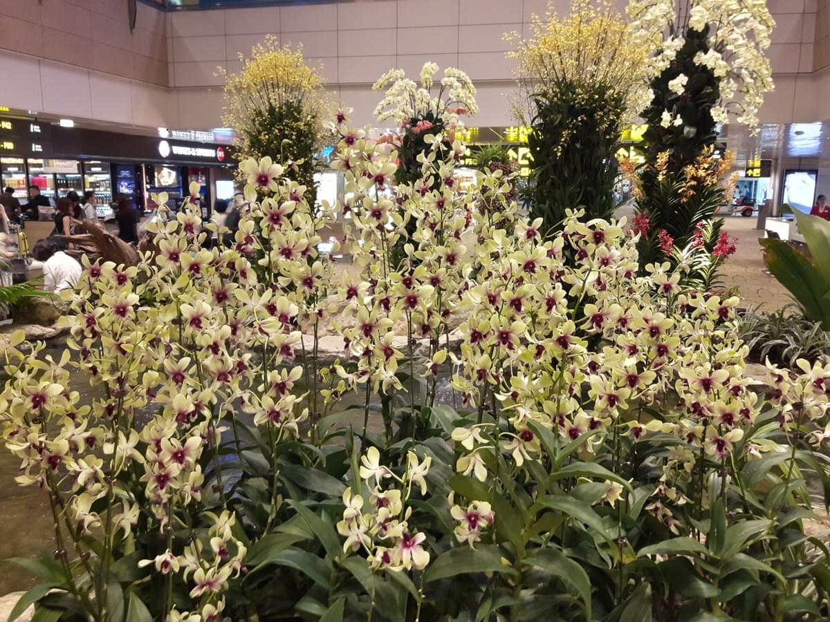 Orchid Garden at Changi International Airport, Make Most Of Your Transit Time At CHANGI Airport. Orchid Garden at Changi International Airport, Make Most Of Your Transit Time At CHANGI Airport.