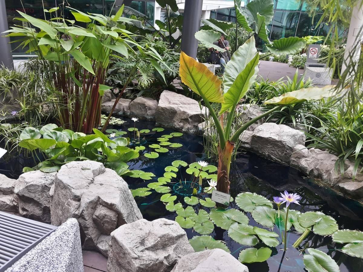Water Lily Garden at Changi International Airport, Make Most Of Your Transit Time At CHANGI Airport. Water Lily Garden at Changi International Airport, Make Most Of Your Transit Time At CHANGI Airport.