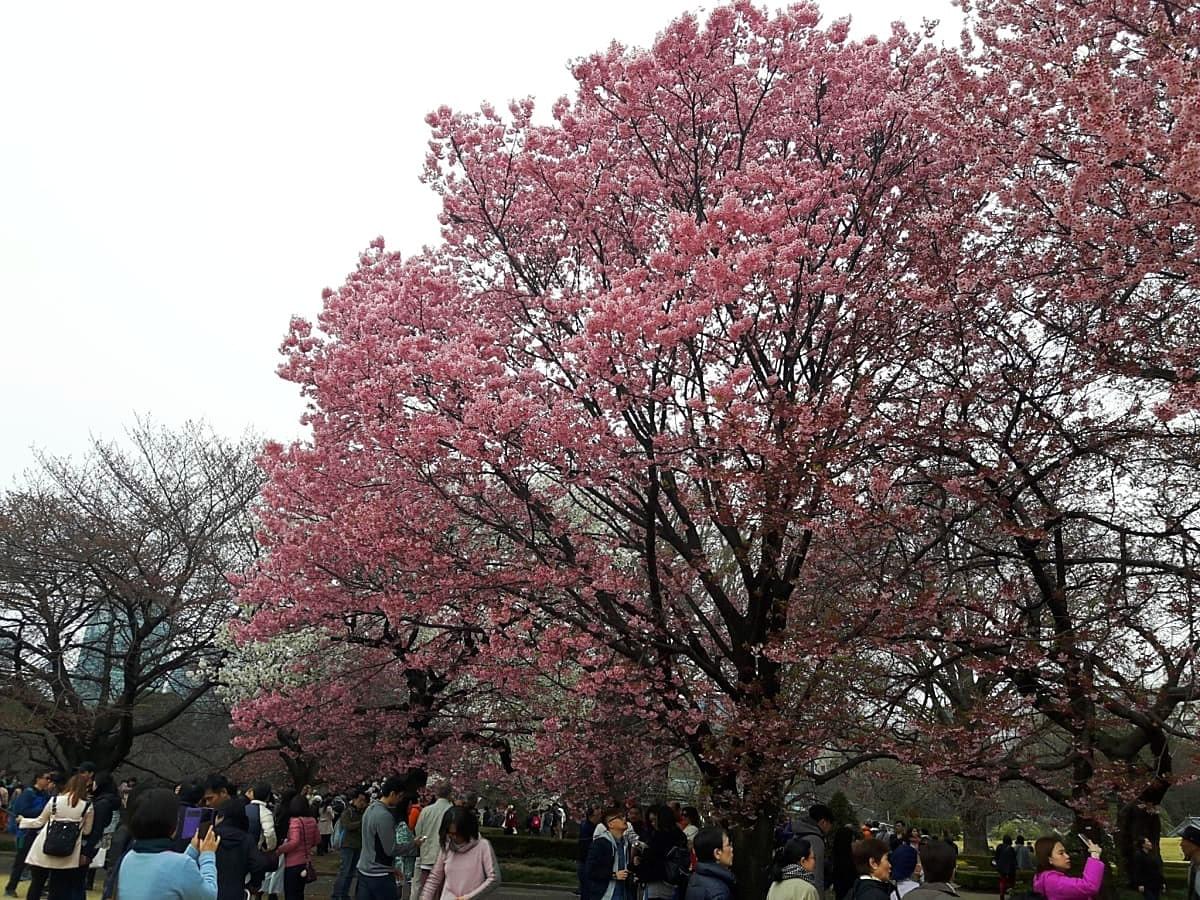 Shinjuku Gyoen Garden, Tokyo Shinjuku Gyoen Garden, Tokyo