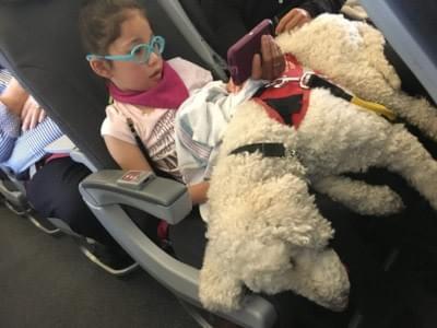 Bella on her way to Florida w/ her partner in crime. Bella on her way to Florida w/ her partner in crime.