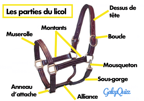 Les parties du licol : connaissances Galop 1 Les parties du licol : connaissances Galop 1
