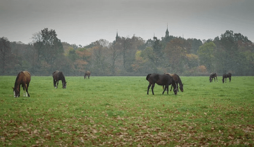 Pré en herbes, 5 chevaux broutent. C'est l'hébergement préféré des chevaux. Pré en herbes, 5 chevaux broutent. C'est l'hébergement préféré des chevaux.