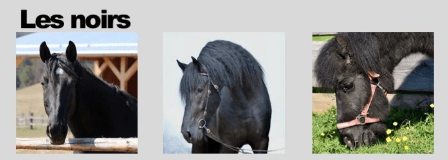 Galop 1 : le noir, une des robes de base Galop 1 : le noir, une des robes de base