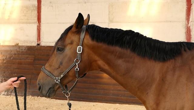 Cheval avec un licol Cheval avec un licol
