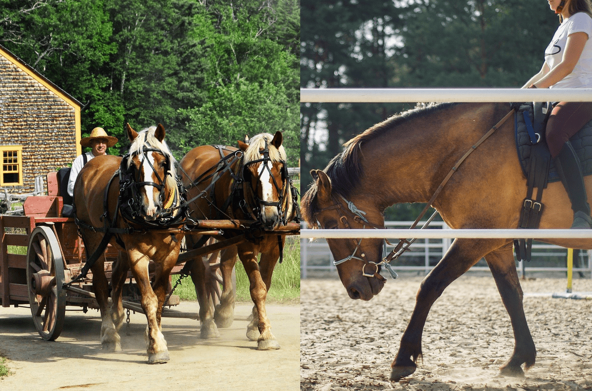 (Quizz Galop 1) Le cheval, un des plus fidèles compagnon de l'homme (Quizz Galop 1) Le cheval, un des plus fidèles compagnon de l'homme