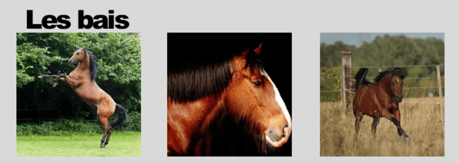 Galop 1 : le bai, une des robes de base Galop 1 : le bai, une des robes de base
