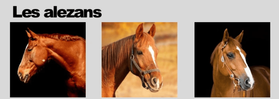 Galop 1 : l'alezan, une des robes de base Galop 1 : l'alezan, une des robes de base