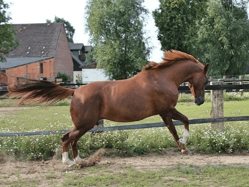 Un cheval ce défoule dans un paddock Un cheval ce défoule dans un paddock