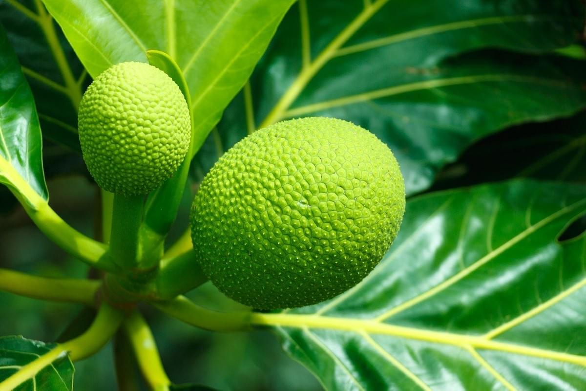 The saint lucia breadfruit is an exotic fruits and delicacy in the Caribbean. The saint lucia breadfruit is an exotic fruits and delicacy in the Caribbean.