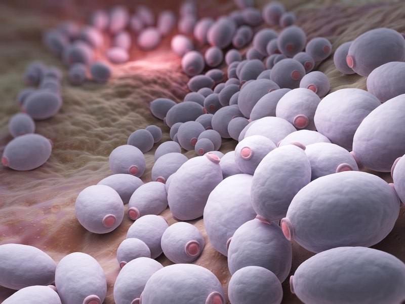 how to heal candida naturally with naturopathy and ayurveda how to heal candida naturally with naturopathy and ayurveda