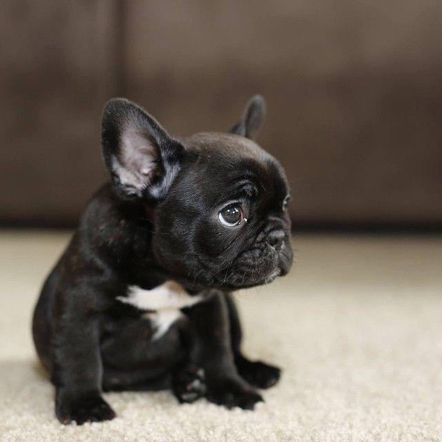 black french bulldog for sale black french bulldog for sale