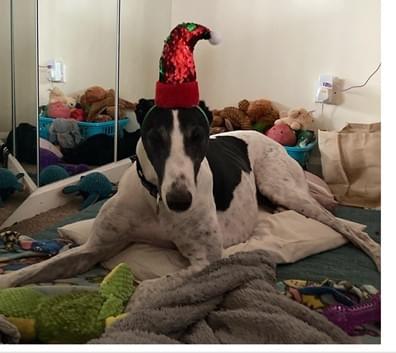 Jess' ex-racing greyhound Jude in an elf hat Jess' ex-racing greyhound Jude in an elf hat