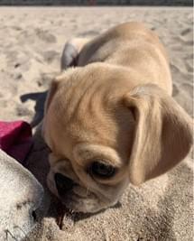 Jack's lovely dog Lulu on her first trip to the beach Jack's lovely dog Lulu on her first trip to the beach