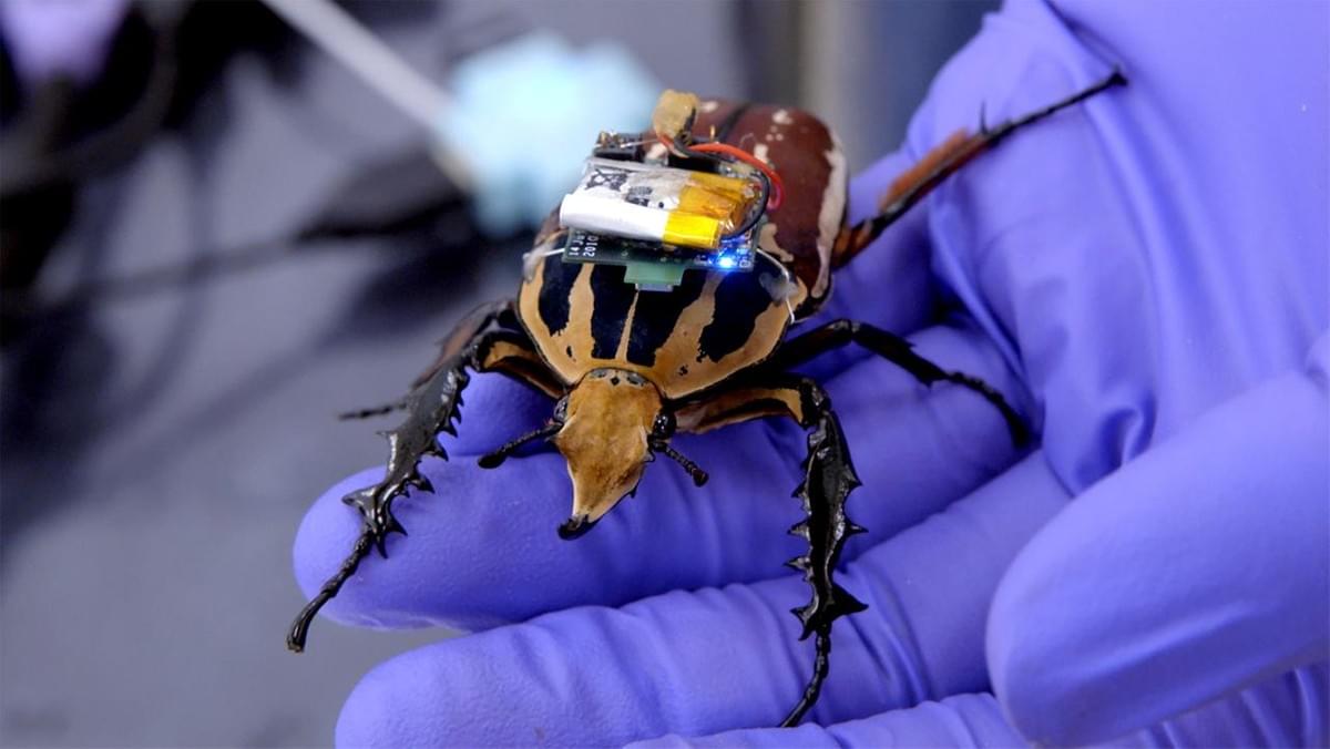 Wild robot insect Wild robot insect