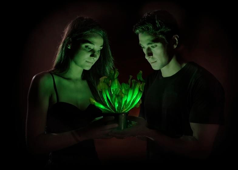 Glow in the Dark plant Glow in the Dark plant