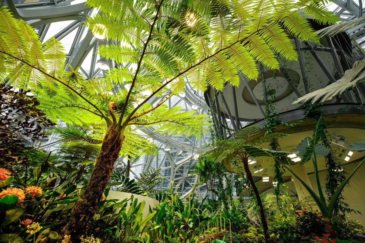 Plant-filled spheres open at Amazon headquarters in Seattle Plant-filled spheres open at Amazon headquarters in Seattle