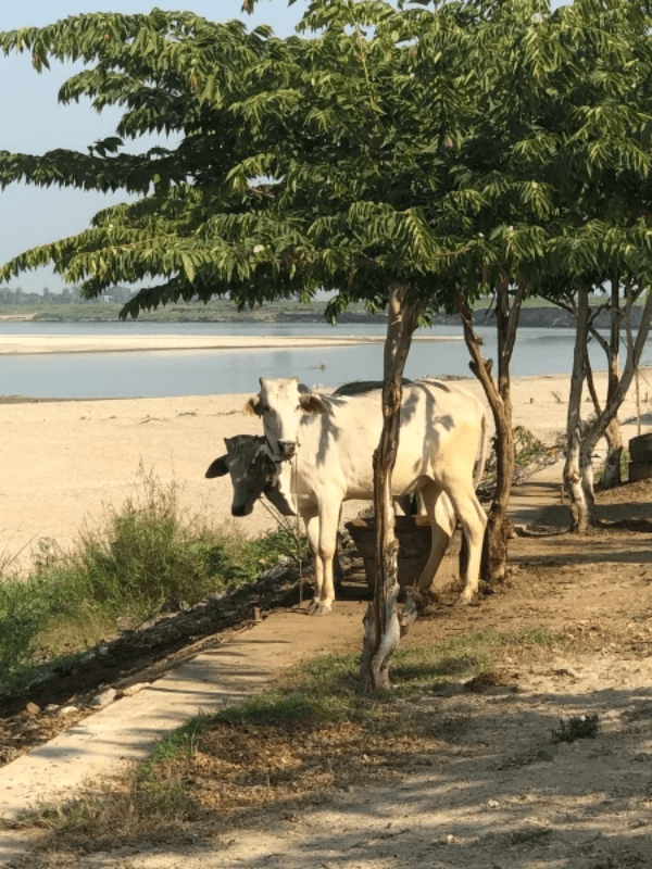 Douce vache , mi-onmbre, mi-soleil Douce vache , mi-onmbre, mi-soleil