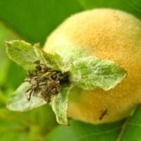 Quince Gin Quince Gin