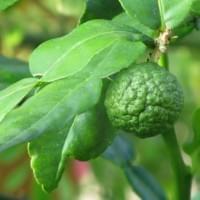 Kaffir Lime Leaves Gin Kaffir Lime Leaves Gin