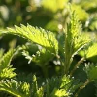 Stinging Nettle Gin Stinging Nettle Gin