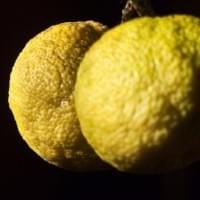 Yuzu Gin Yuzu Gin