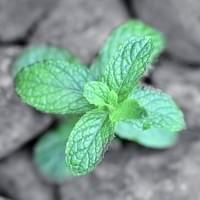 Gin with Mint Gin with Mint