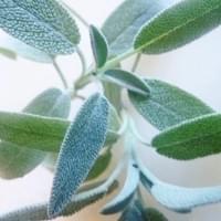 Fresh sage Fresh sage