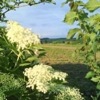 Elderflower Gin Elderflower Gin
