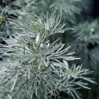Wormwood Gin Wormwood Gin