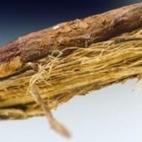 Liquorice Root Liquorice Root